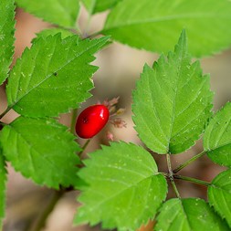 Panax quinquefolius (American ginseng)